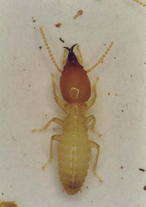 rayap tentara formosa